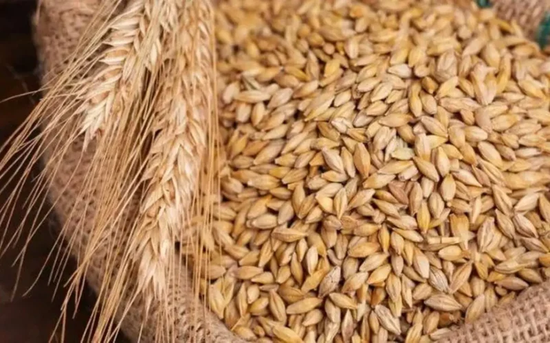 تحديث اليوم سعر طن أرز الشعير الحبة الرفيعة والعريضة